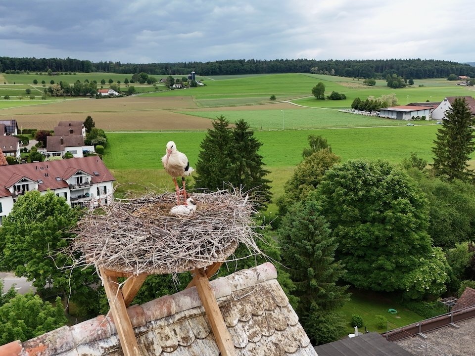 Storch